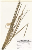 藏品(薹屬)的圖片